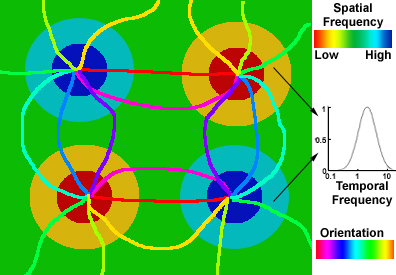 Spatio-temporal energy model for cat Area 17