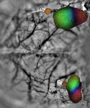 FGF-8 reorganizes cortex